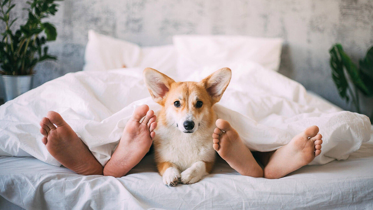 Понимают ли питомцы, что их хозяева занимаются сексом?