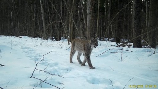 Рысь сняли на видео в калужском лесу