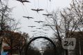 Белые журавли вернулись на улицу Кирова