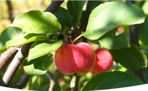 Как правильно подкармливать яблони: секреты весеннего, летнего и осеннего ухода