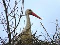 Аисты вернулись в Калужскую область