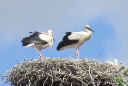 � ��������� ������� ������ ������������ �����