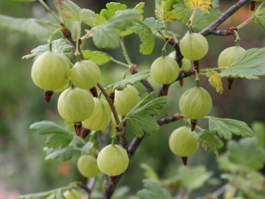 Как вырастить крыжовник: секреты правильной посадки и ухода