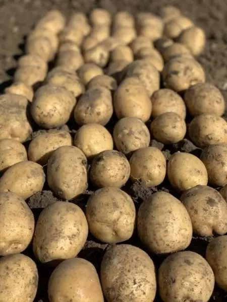 Картофель Эстрелла: идеальный выбор для умелых огородников