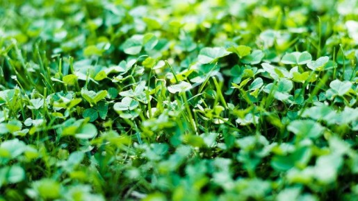 Зеленые удобрения: секреты восстановления почвы для увлеченных дачников