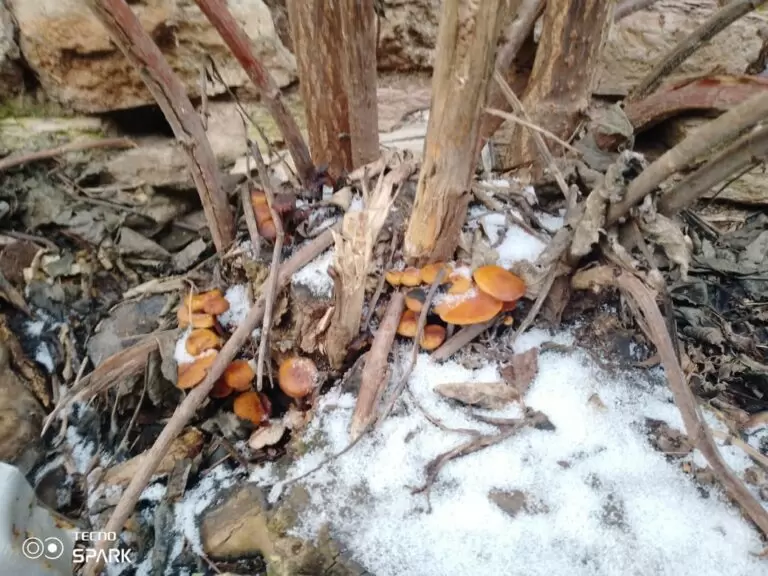 Оренбуржцы продолжают грибоискательную охоту даже в декабре