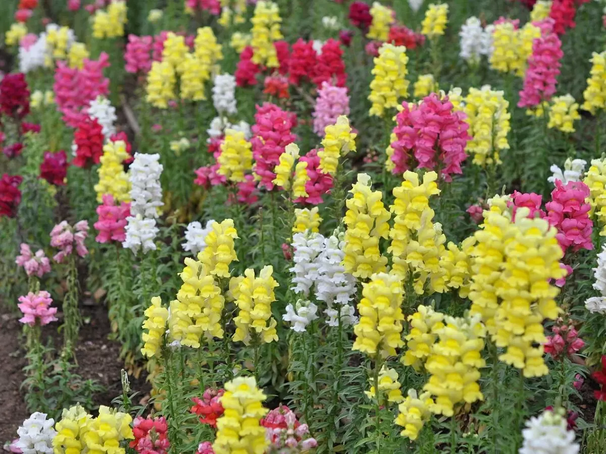 Как ухаживать за львиным зевом, чтобы он стал гордостью вашего сада