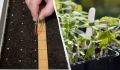 Как ускорить прорастание семян с помощью доступных средств