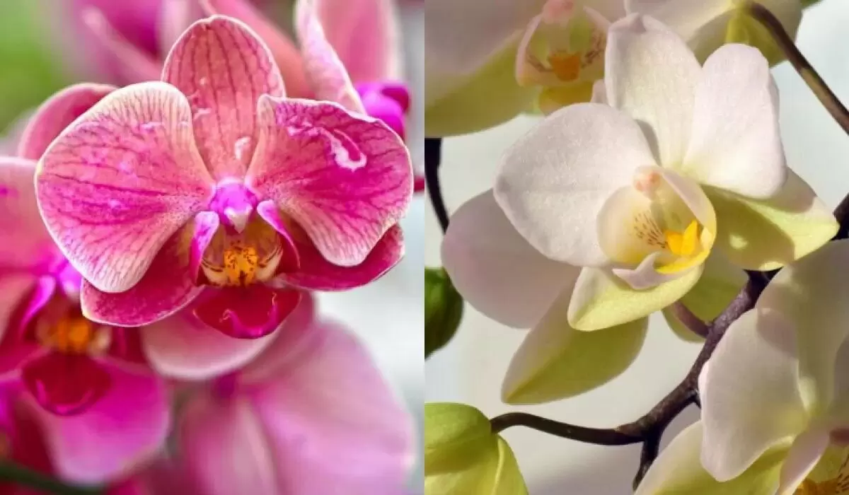 Секреты ухода за орхидеями: как поливать, чтобы они цвели веками