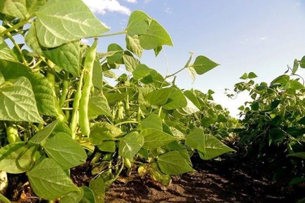 ��� ��������� ������ ���������� �����: ������� ��������� ����� ������