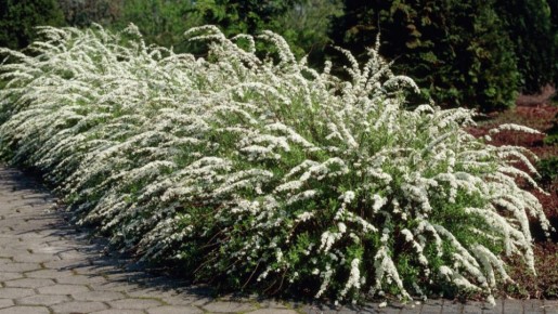 ��� ������ ����������� ����������� ���: ������� �������� �������