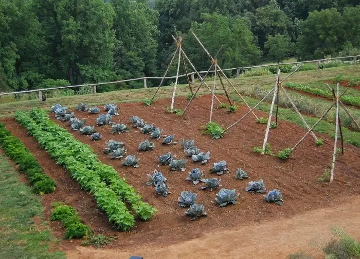 Как вернуть жизнь грядкам после ливней: простые и эффективные советы
