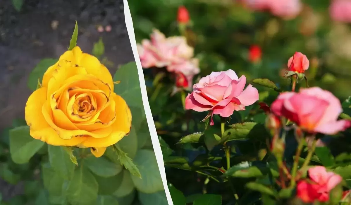 Как спасти розы от трипсов: эффективные методы борьбы с вредителями