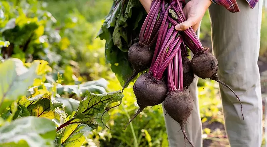 Как сохранить свеклу на зиму: секреты долгого хранения