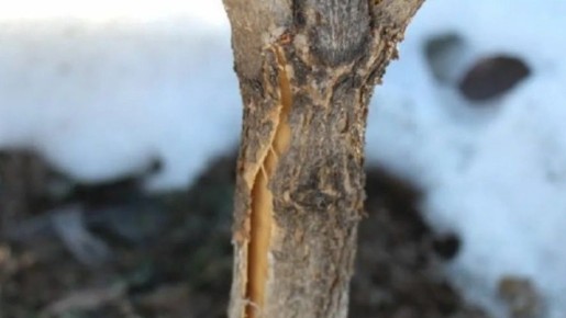 ��� ���������� ������� ������ ������� ������� �� ����������