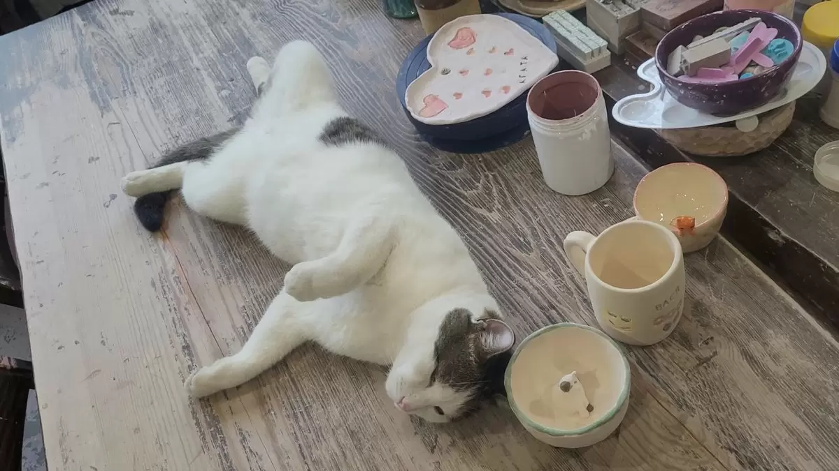 Как кот Василий стал душой творческой мастерской в Тюмени