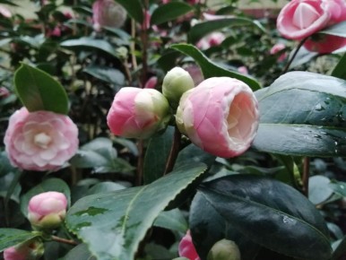 Камелия японская: зимнее чудо с характером самурая