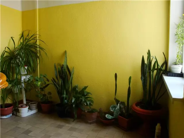 Как модные растения теряют свою популярность: топ-5 забытых комнатных зеленых друзей