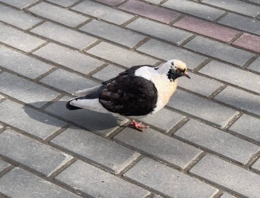 Сегодня в Калуге прогнозируют облачную погоду с прояснениями