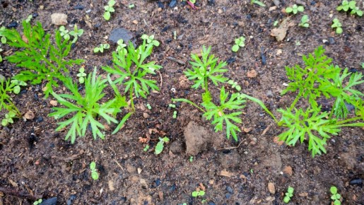 Необычный способ посева моркови: как носок помогает добиться идеальных всходов