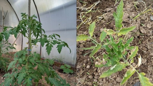 Как опрыскивание янтарной кислотой удвоило рост томатов