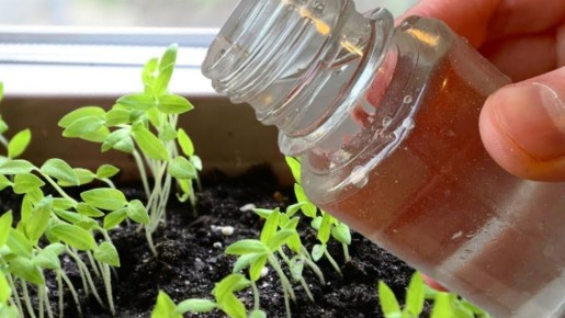 Как правильно ухаживать за рассадой помидоров, чтобы получить рекордный урожай