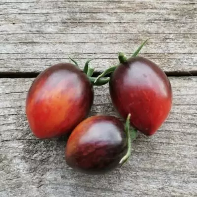 Полосатый Балканский тигр: идеальный томат для любого огорода