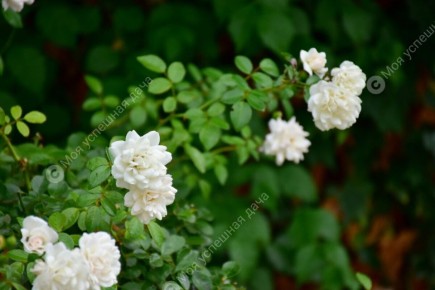 Как правильно обрезать розы весной для роскошного цветения