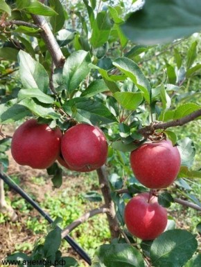 ������ ���� �����: ������� ���� � �������� ������������