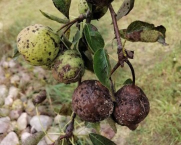 ����� �� ��������: ��� ����������� � ��������� ����������