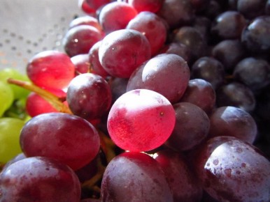 Как избежать распространённых ошибок при выращивании винограда: полезные советы для садоводов