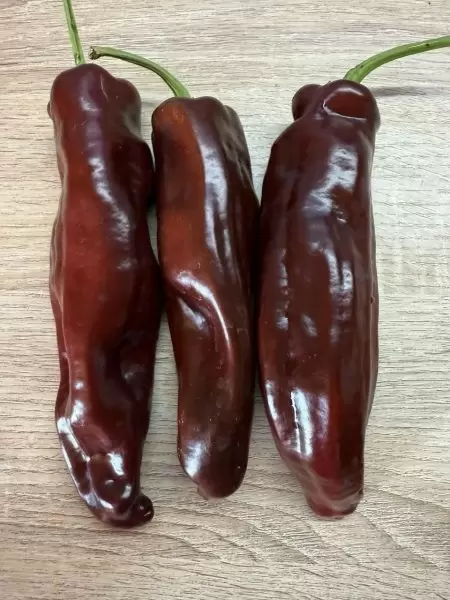 Шоколадный перец Рамиро: уникальный огородный деликатес