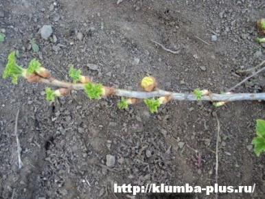 ��� �������� ��������� ������ �� ������: ����������� ������