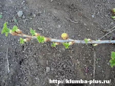 Как защитить смородину весной от клещей: проверенные советы