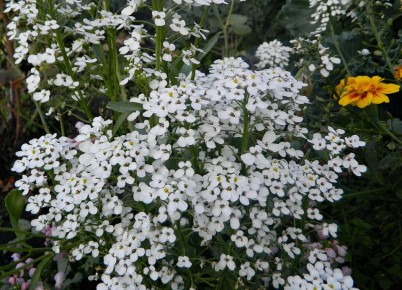 ������: ��������� ������� ��� ����� �������� � �����