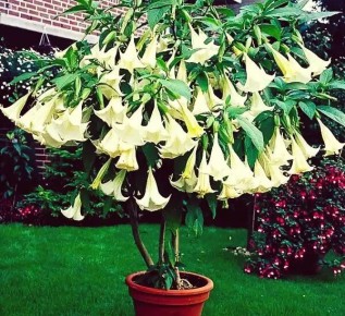 Бругмансия: как превратить вашу квартиру в тропический рай с опьяняющим ароматом