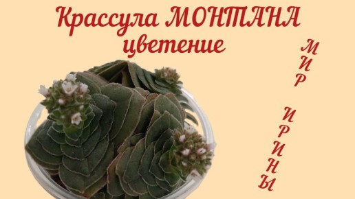 Необычное цветение крассулы Монтана: сюрприз для любителей суккулентов