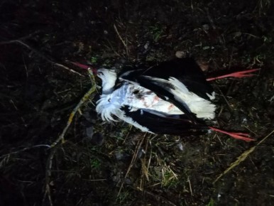 В Калужской области расстреляли аиста