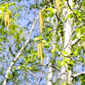 В средней полосе России из-за ранней весны уже в третьей декаде апреля может начаться пик цветения березы — самого агрессивного местного аллергена