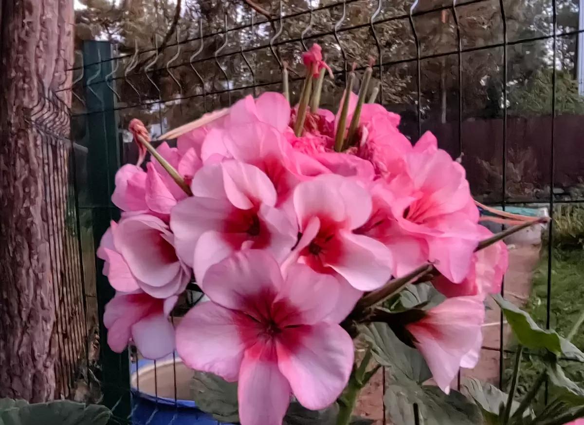 Как укоренить пеларгонии: спасаем каждый черенок