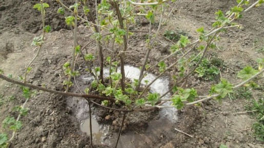 ��� ��������� ���������� ��������� � ������ ������