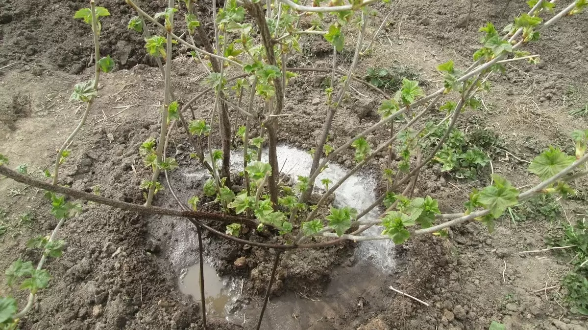 Как правильно обработать смородину в начале сезона