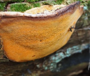 ������ ���� �������� � ������� ����� ��������� �������