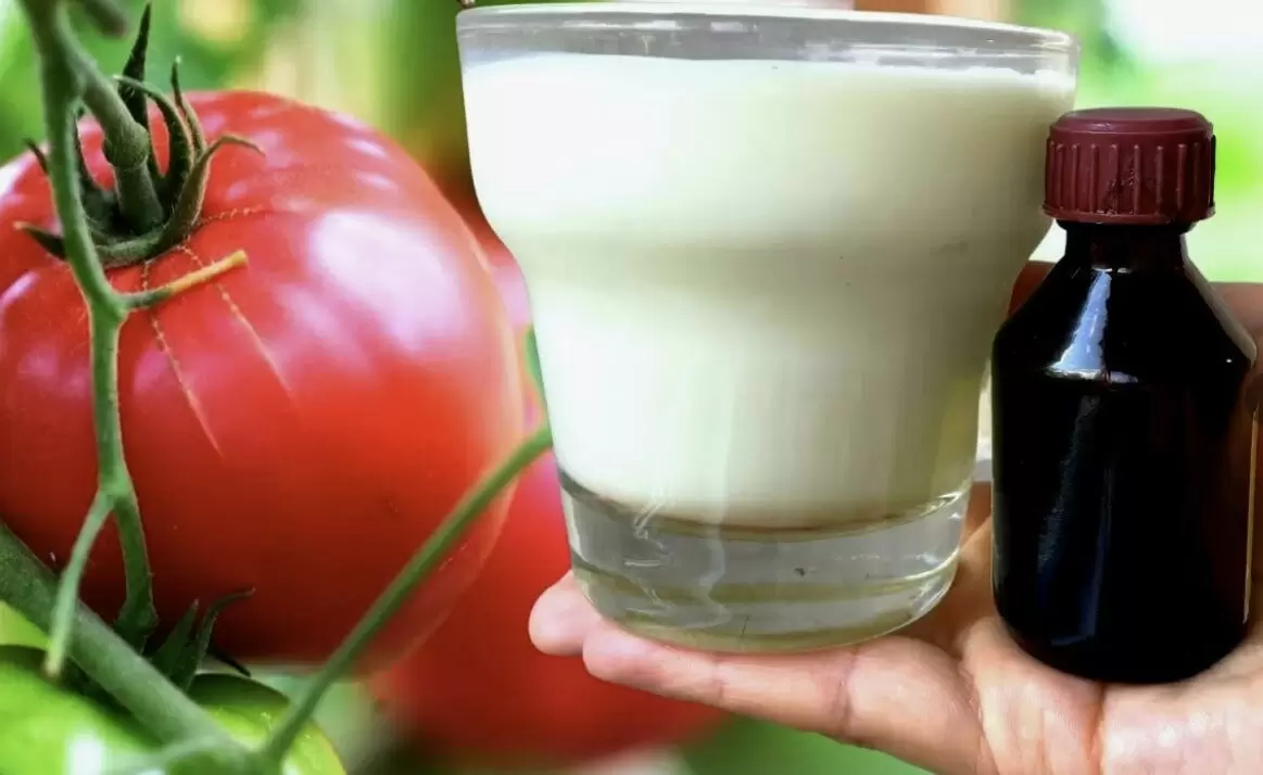 Йод и молоко: ваш надежный щит для томатов