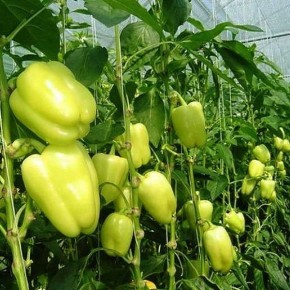 ����� �������: ������ ������, ��������� ������� �������