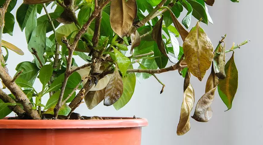 Когда листья опадают: как понять, что происходит с вашим растением