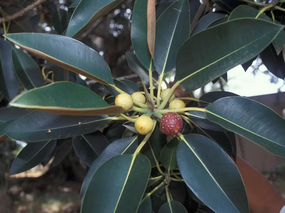 Феномен зимнего водопотребления комнатных растений