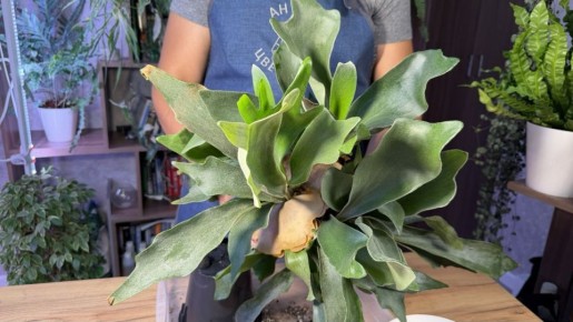 ����������� ����� � ��������� ���������