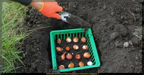 ��� �������� �������� �� �������� � ������������� �������: ������� �������� ������� �������