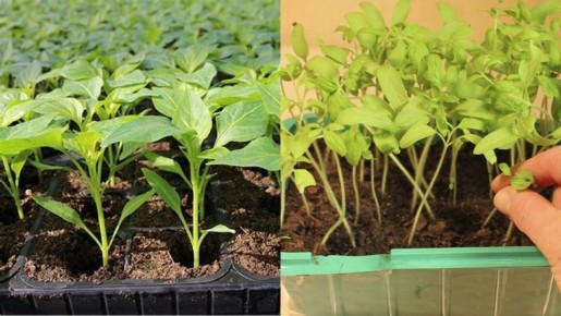 ������� �������� ������������ ����� �����: 5 ����������� ������� ��� ��������